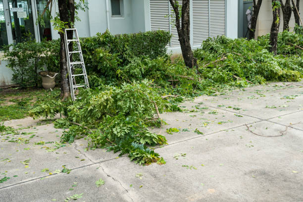 Best Affordable Tree Service  in Progreso, TX